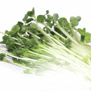 Green Valley Food Corp. DAIKON SPROUTS