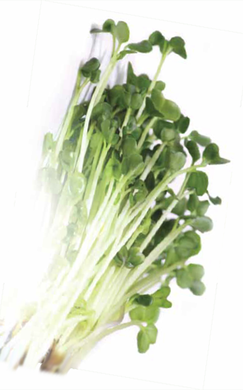 Green Valley Food Corp. DAIKON SPROUTS